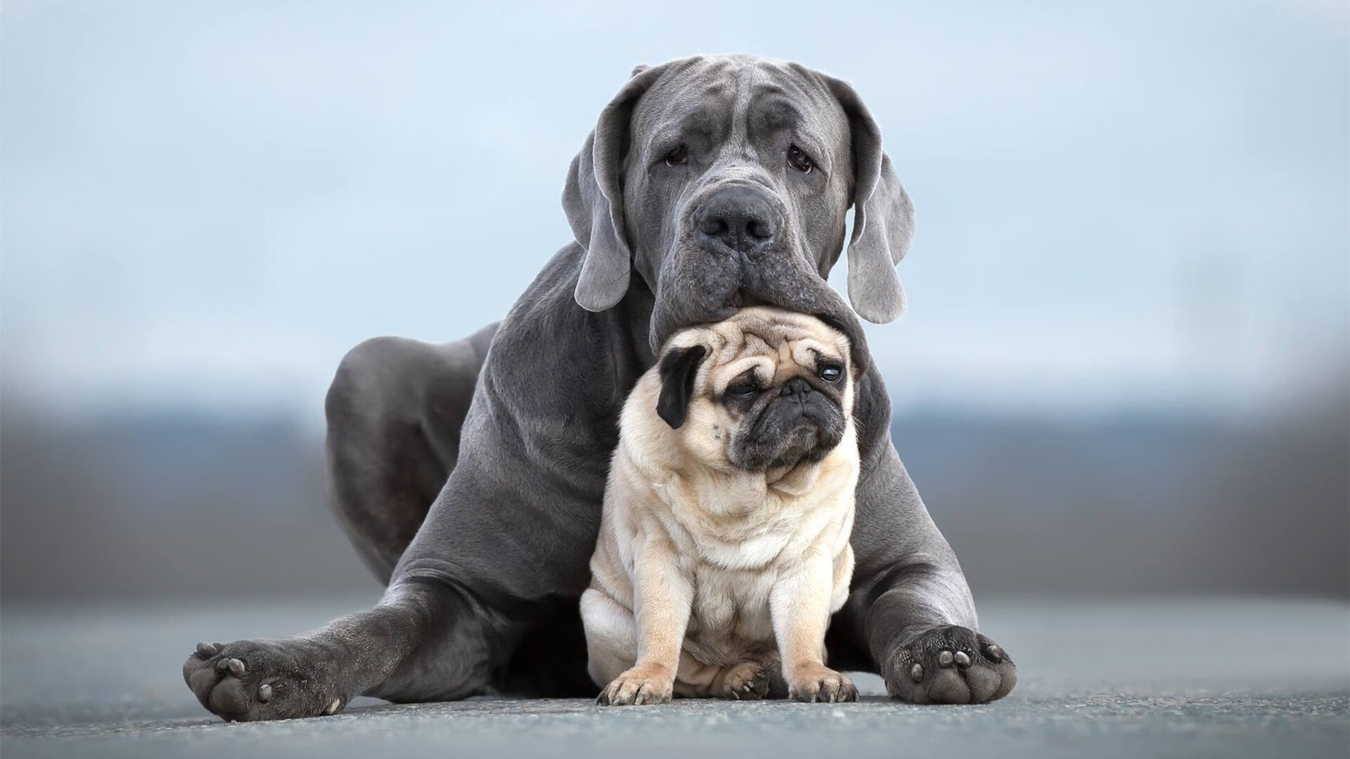 球队数据模型预测保级可能性是否优于主观分析，球队保级有什么好处