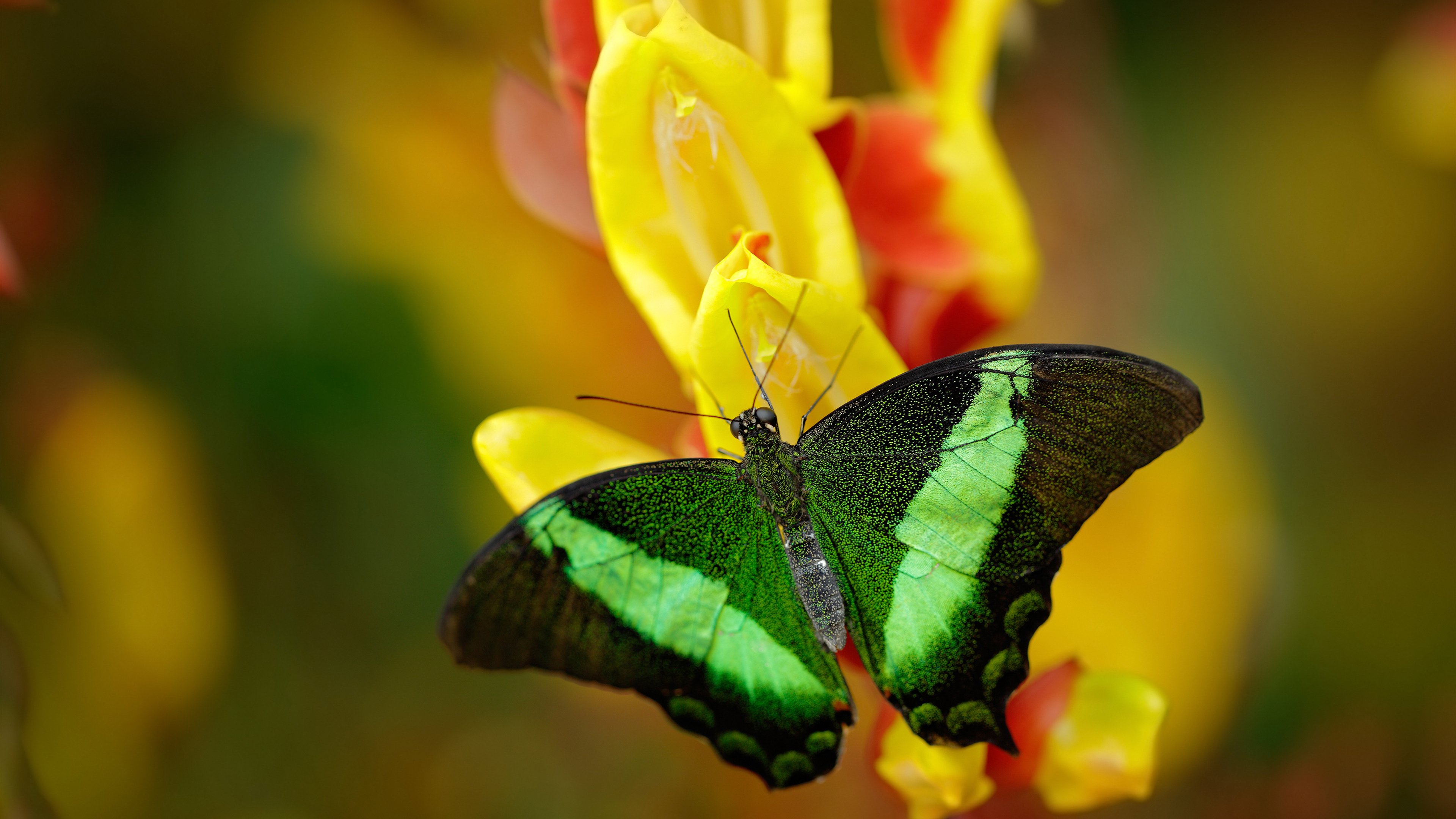 职业球员缺少非比赛期能力提升考核体系，职业生涯没有进球的球员
